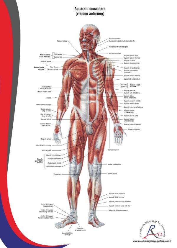 Poster Apparato Muscolare - visione anteriore