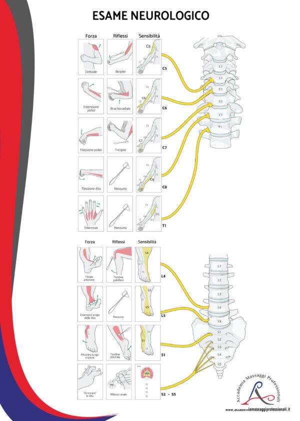 Poster innervazione Rachide